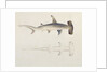 A Hammer-headed Shark, Loheia, formerly attributed to James Bruce by Luigi Balugani