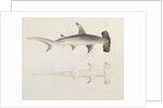A Hammer-headed Shark, Loheia, formerly attributed to James Bruce by Luigi Balugani
