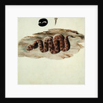 Cerastes: Number One by Luigi Balugani