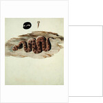 Cerastes: Number One by Luigi Balugani