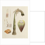 Ensete No. 10, formerly attributed to James Bruce by Luigi Balugani