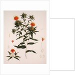 Sussa formerly attributed to James Bruce by Luigi Balugani