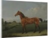 A Bay Horse in a Field by Edmund Bristow