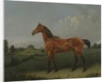 A Bay Horse in a Field by Edmund Bristow