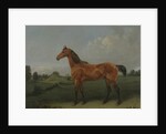 A Bay Horse in a Field by Edmund Bristow