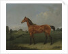 A Bay Horse in a Field by Edmund Bristow