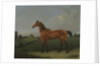 A Bay Horse in a Field by Edmund Bristow