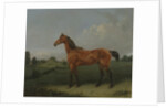 A Bay Horse in a Field by Edmund Bristow