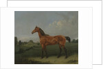 A Bay Horse in a Field by Edmund Bristow