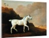 A Grey Arab Stallion in a Desert Landscape by John Boultbee