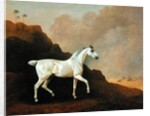 A Grey Arab Stallion in a Desert Landscape by John Boultbee