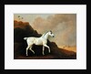A Grey Arab Stallion in a Desert Landscape by John Boultbee