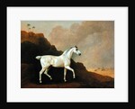 A Grey Arab Stallion in a Desert Landscape by John Boultbee