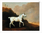 A Grey Arab Stallion in a Desert Landscape by John Boultbee