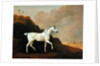 A Grey Arab Stallion in a Desert Landscape by John Boultbee