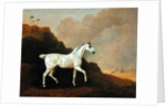 A Grey Arab Stallion in a Desert Landscape by John Boultbee