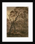 Forest Scene, A Giant Scots Fir and Forest Glade, 1771 by Rev. William Gilpin