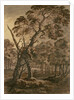 Forest Scene, A Giant Scots Fir and Forest Glade, 1771 by Rev. William Gilpin