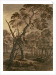 Forest Scene, A Giant Scots Fir and Forest Glade, 1771 by Rev. William Gilpin