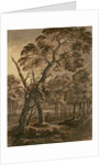 Forest Scene, A Giant Scots Fir and Forest Glade, 1771 by Rev. William Gilpin