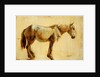 Study of a Grey Horse by Jacques-Laurent Agasse