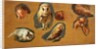 Studies of a Fox, a Barn Owl, a Peahen and a Young Man's Head by Jacques-Laurent Agasse