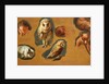Studies of a Fox, a Barn Owl, a Peahen and a Young Man's Head by Jacques-Laurent Agasse