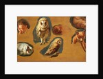 Studies of a Fox, a Barn Owl, a Peahen and a Young Man's Head by Jacques-Laurent Agasse
