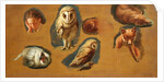 Studies of a Fox, a Barn Owl, a Peahen and a Young Man's Head by Jacques-Laurent Agasse