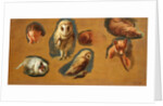Studies of a Fox, a Barn Owl, a Peahen and a Young Man's Head by Jacques-Laurent Agasse