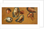 Studies of a Fox, a Barn Owl, a Peahen and a Young Man's Head by Jacques-Laurent Agasse
