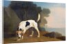 Foxhound on the Scent, c.1760 by George Stubbs