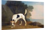 Foxhound on the Scent, c.1760 by George Stubbs
