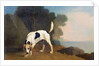 Foxhound on the Scent, c.1760 by George Stubbs