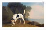 Foxhound on the Scent, c.1760 by George Stubbs
