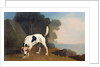 Foxhound on the Scent, c.1760 by George Stubbs