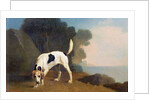 Foxhound on the Scent, c.1760 by George Stubbs