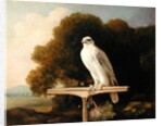 Greenland Falcon, 1780 by George Stubbs