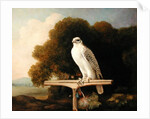 Greenland Falcon, 1780 by George Stubbs