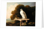 Greenland Falcon, 1780 by George Stubbs