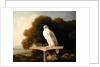 Greenland Falcon, 1780 by George Stubbs