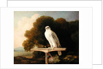 Greenland Falcon, 1780 by George Stubbs