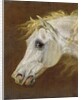 Head of a Grey Arabian Horse by Martin Theodore Ward