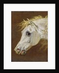 Head of a Grey Arabian Horse by Martin Theodore Ward