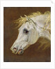 Head of a Grey Arabian Horse by Martin Theodore Ward