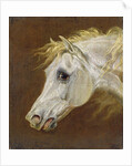 Head of a Grey Arabian Horse by Martin Theodore Ward