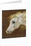 Head of a Grey Arabian Horse by Martin Theodore Ward
