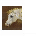 Head of a Grey Arabian Horse by Martin Theodore Ward