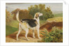 Ravager, one of the Lambton Hounds by James Ward