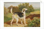 Ravager, one of the Lambton Hounds by James Ward